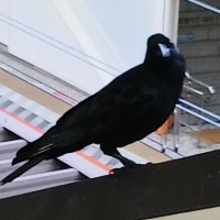 怪鮮丼のアイコン